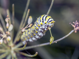 Papilio polyxenes, eastern black swallowtail