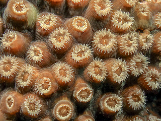 Caribbean coral reef Montastraea cavernosa; great star coral; st