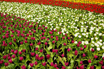 Tulip Field