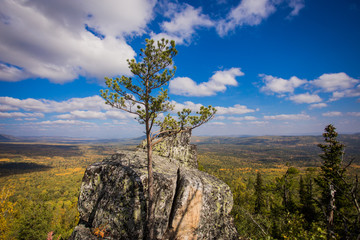 tree in the mountains