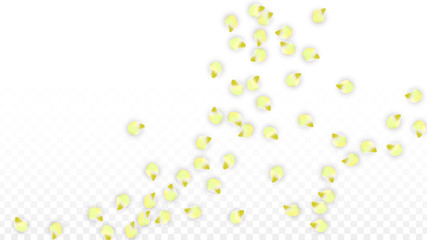 Vector Realistic Pink Petals Falling on Transparent Background.  Spring Romantic Flowers Illustration. Flying Petals. Sakura Spa Design. Blossom Confetti.