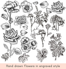A collection of high detailed vector hand drawn rose  flowers in vintage engraved style
