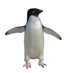 Cercles muraux Pingouin Manchot Adélie isolé sur fond blanc