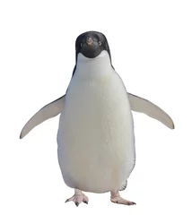 Foto op Plexiglas Adelie penguin isolated on white background © Alexey Seafarer