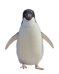 Adelie penguin isolated on white background
