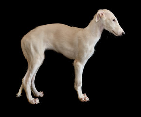 Obraz na płótnie Canvas White puppy of Russian borzoi dog