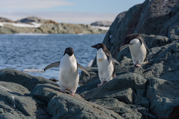 Obraz premium Adelie penguins on beach