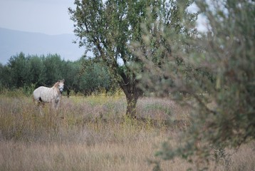 Fototapeta na wymiar White Horse in Country Side