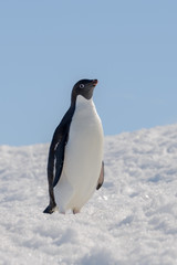 Adelie penguin on beach