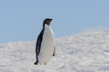 Adelie penguin on beach