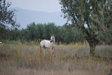 White Horse in Country Side