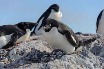 Obraz premium Adelie penguin in nest with chick