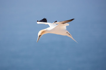 The gannets are large white birds with yellowish heads; black-tipped wings; and long bills