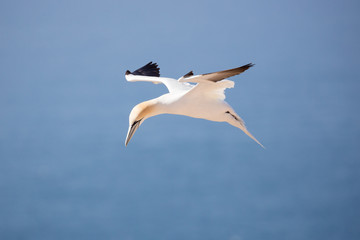 Fototapeta na wymiar The gannets are large white birds with yellowish heads; black-tipped wings; and long bills