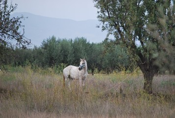 White Horse in Country Side