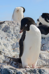 Naklejka premium Adelie penguin on beach