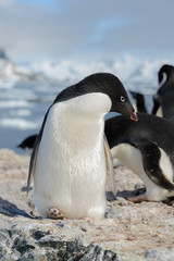 Fototapeta premium Adelie penguin on beach