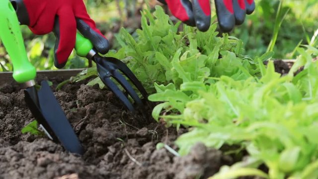 hands holding garden tools stuck in the ground to work in the garden