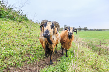 Portrait of Cameroon sheep with pretty solid horns and beautiful mane on grass-covered pitching in Dutch meadow landscape