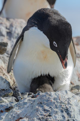 Naklejka premium Adelie penguin in nest with chick