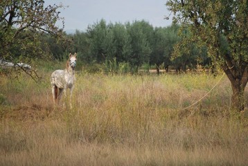 White Horse in Country Side