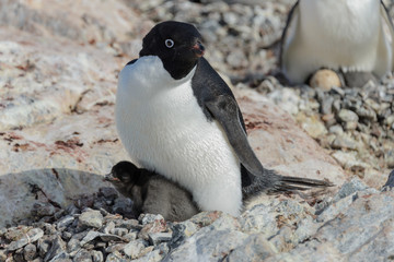 Fototapeta premium Adelie penguin in nest with chick