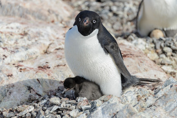 Naklejka premium Adelie penguin in nest with chick