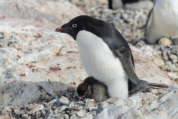 Fototapeta premium Adelie penguin in nest with chick