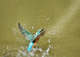 カワセミの捕食
