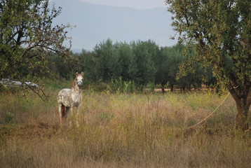 White Horse in Country Side