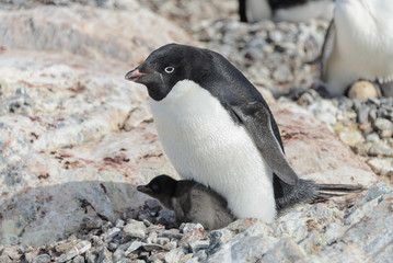 Adelie penguin in nest with chick