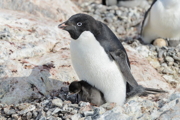 Fototapeta premium Adelie penguin in nest with chick