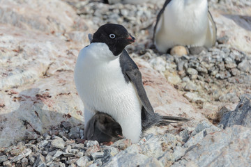 Adelie penguin in nest with chick
