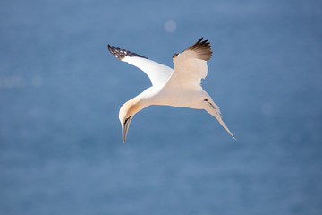 Northern gannet in slow flight aproaching for landing