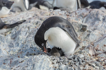 Fototapeta premium Adelie penguin in nest with chick