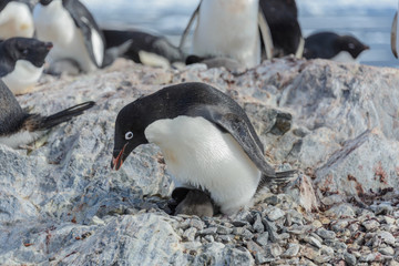 Fototapeta premium Adelie penguin in nest with chick