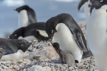Adelie penguin in nest with chick