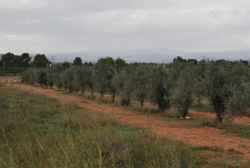 Spanish Country Side