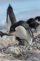 Naklejka premium Adelie penguin in nest with chick