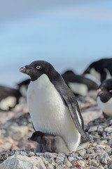 Adelie penguin in nest with chick