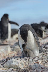 Adelie penguin in nest with chick