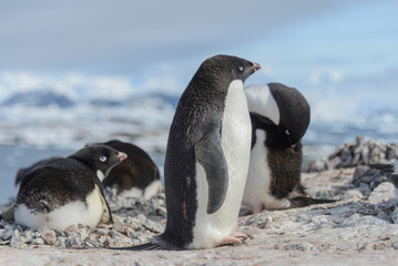 Obraz premium Adelie penguin on beach