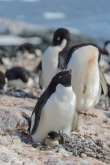 Adelie penguin in nest with chick