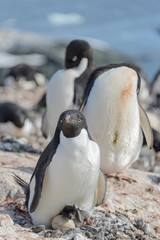 Adelie penguin in nest with chick and egg