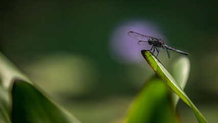 Dragonfly 