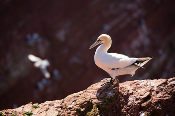 Northern gannet sitting on a steep sandstone rock. They walk with difficulty and this means that they have problems getting airborne from a flat area