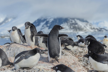 Obraz premium Adelie penguins on beach