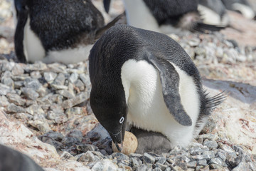 Adelie penguin in nest with chick and egg