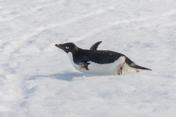 Fototapeta premium Adelie penguin creeping on snow
