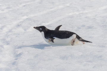 Adelie penguin creeping on snow